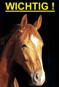 wichtig.jpg (23630 Byte)